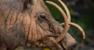 Apa Ciri Khas yang Unik dari Babi Rusa Jantan