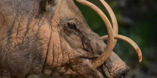 Apa Ciri Khas yang Unik dari Babi Rusa Jantan