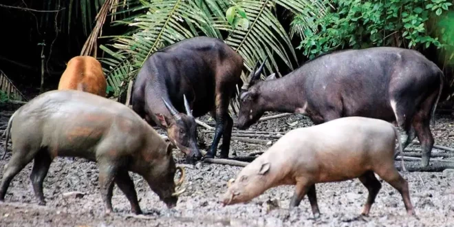 Apa yang Terjadi Jika Habitat Alami Babi Rusa Terus Terancam oleh Aktivitas Manusia