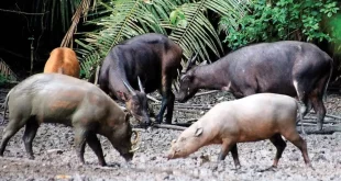 Mengapa dalam Teks Disebutkan bahwa Babi Rusa Hanya Dapat Ditemukan di Pulau Sulawesi