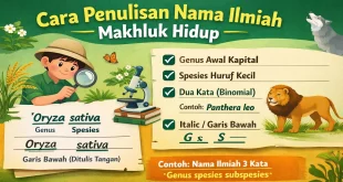 Infografis cara penulisan nama ilmiah makhluk hidup sesuai kaidah binomial nomenklatur, contoh Oryza sativa, penulisan italic dan garis bawah